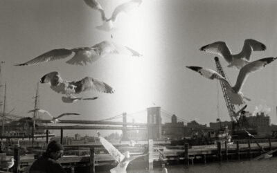 Seagulls at Brooklyn Bridge